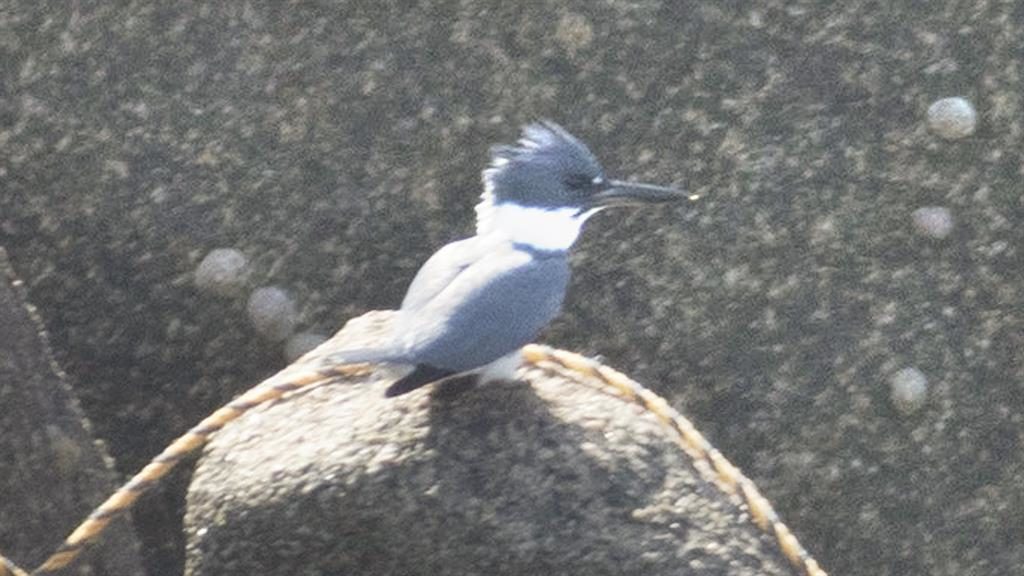 belted kingfisher on St Mary’s