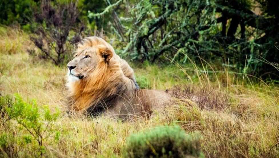 Un león descansa en una reserva africana. (CC)