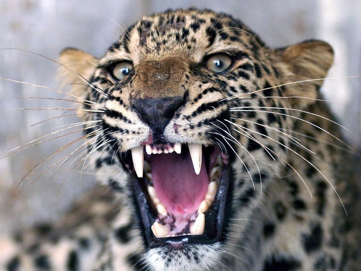 The hunt is on with the intention of capturing the leopard and removing it from the wild,’ said a spokesman