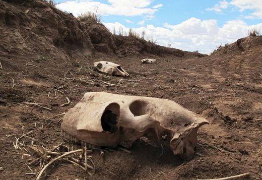 Restos más antiguos de animales se pueden ver en un barranco adyacente al abrevadero donde se descubrieron las decenas de caballos muertos.