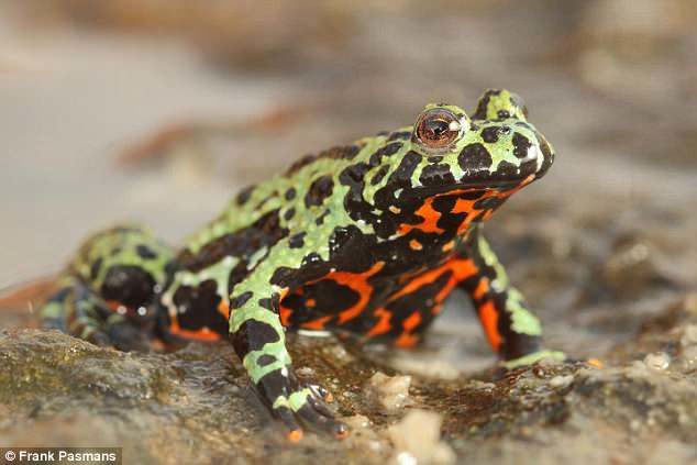 The findings that a fungis affecting frogs originated in Korea offer 'strong evidence for a ban on trade in amphibians from Asia, due to the high risk associated with exporting previously unknown strains of chytrid out of this region,' the study said