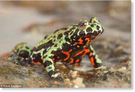 The findings that a fungis affecting frogs originated in Korea offer 'strong evidence for a ban on trade in amphibians from Asia, due to the high risk associated with exporting previously unknown strains of chytrid out of this region,' the study said