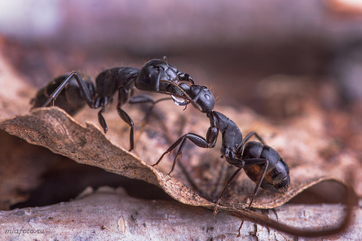 Ants, macro