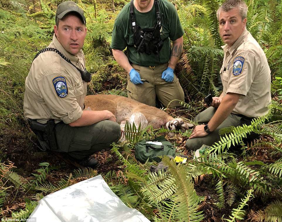 A cougar killed one man, 32, and injured another when it attacked in Washington State