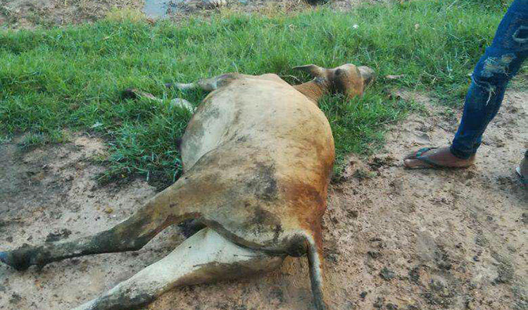 A dead cow after being hit by lightning.