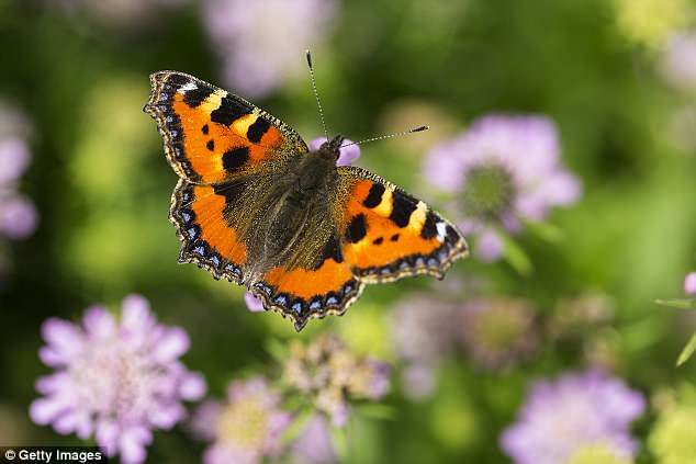 Species in long-term decline on farmland include the gatekeeper, large skipper and small tortoiseshell (pictured).