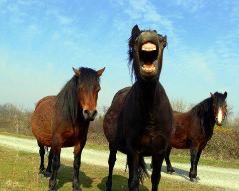 caballos,expresiones faciales caballos humanos