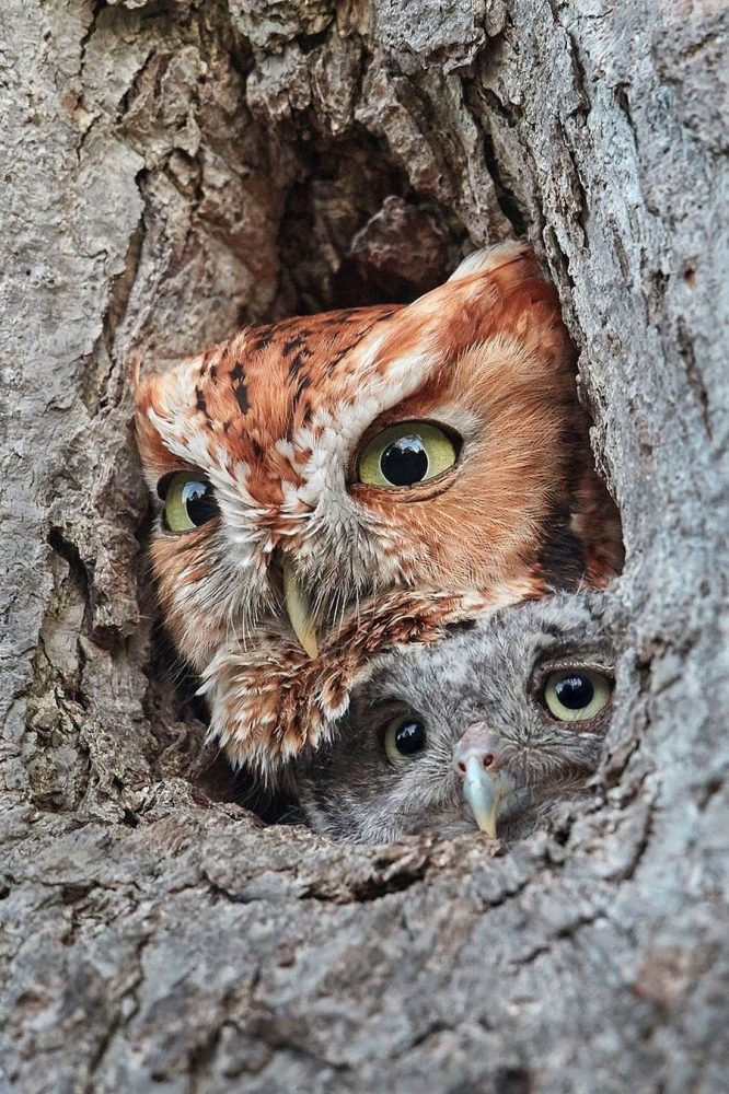 Clic para aumentar Eastern Screech Owls