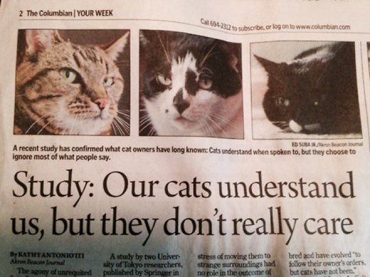 Our cats understand us