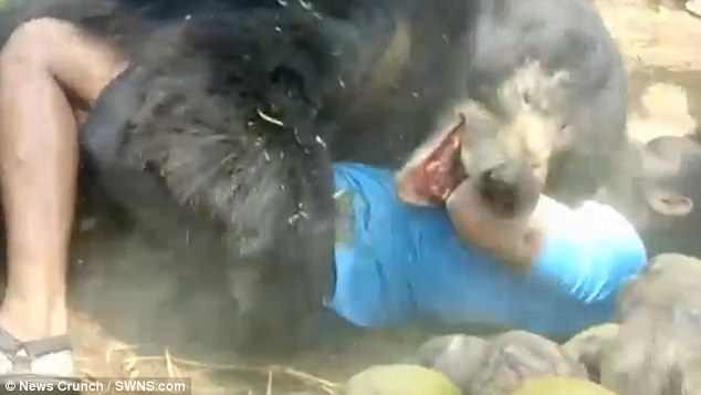 The bear jumps on to the man, pinning him to the ground and bites his left arm