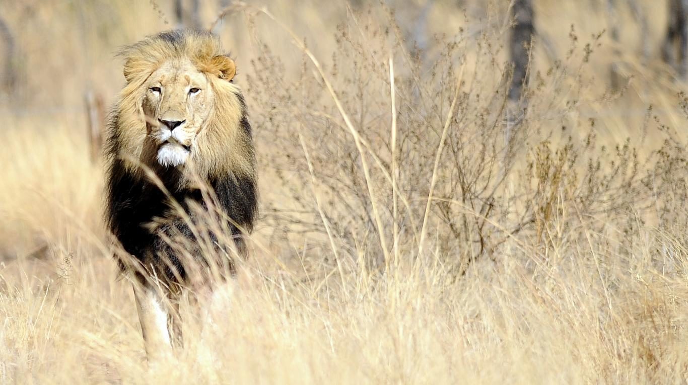 leones,África