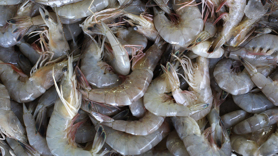Freshly caught shrimp,camarones recién capturados.