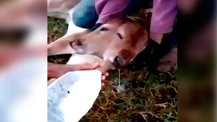 La vaca bebé fue alimentada a mano durante cinco días antes de morir.