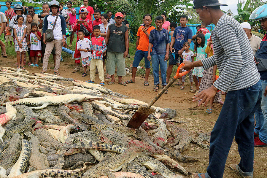 Indonesia,cocodrilos