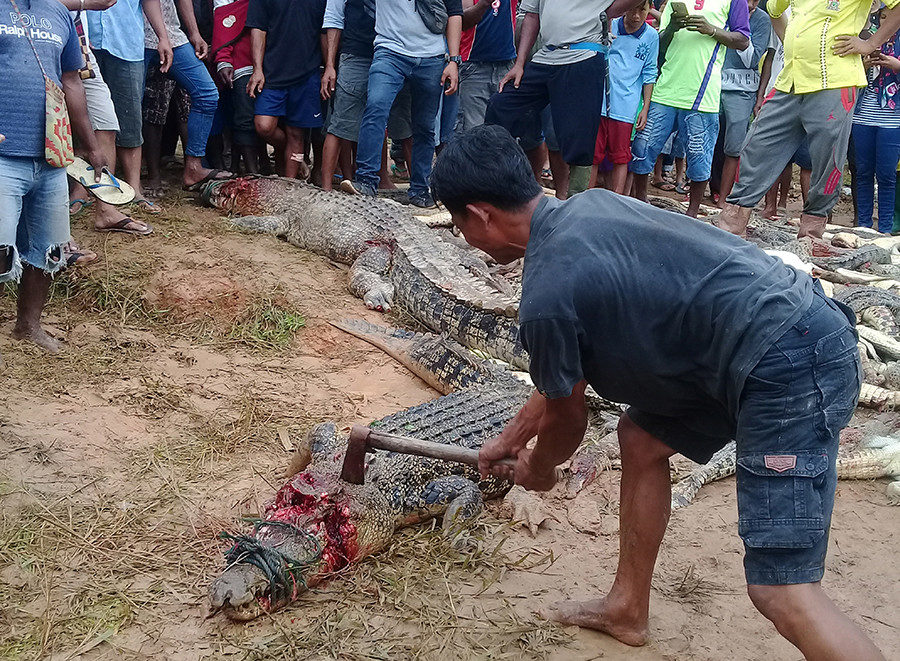 Indonesia,cocodrilos