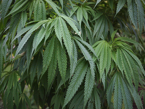Cannabis,trastornos mentales