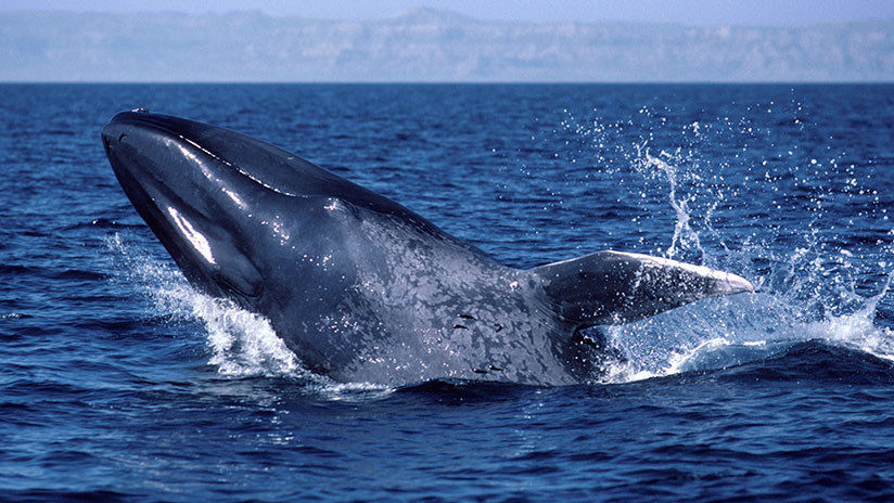 caza,cetáceos,ballena