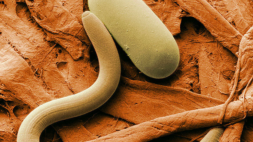 gusanos worms siberia