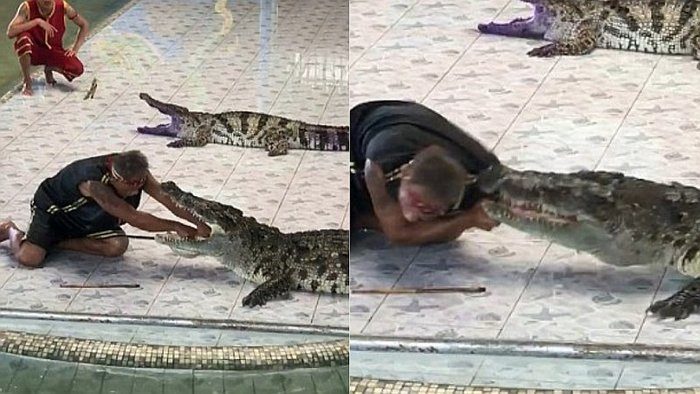 Domador de cocodrilos es atacado por uno de sus enormes reptiles