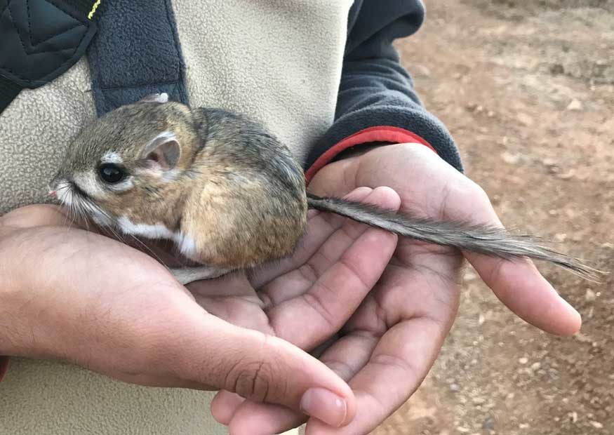 rata canguro
