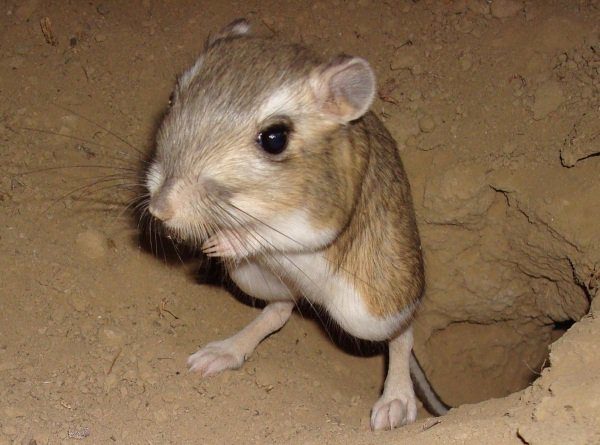 rata canguro