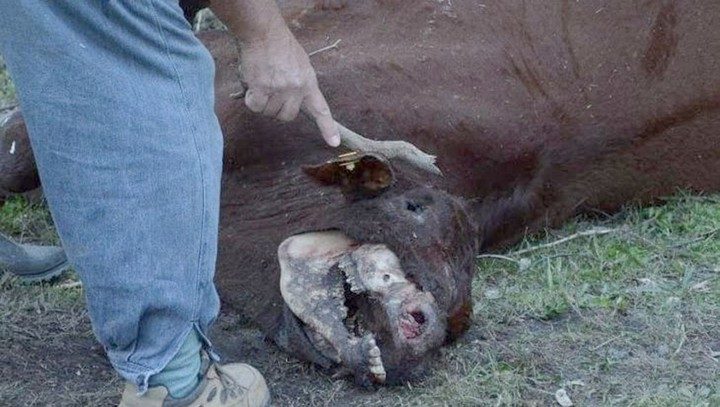 vacas mutiladas en Santa Fe,Argentina