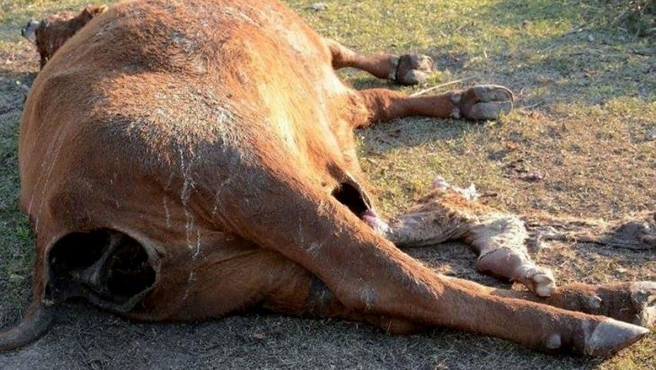 Argentina,vacas mutiladas en Santa Fe