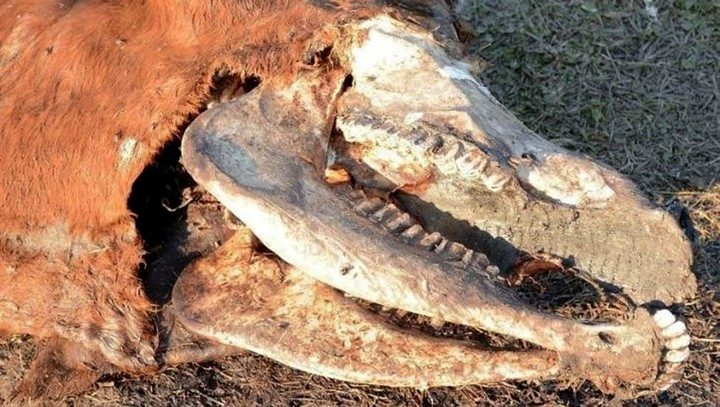 Argentina,vacas mutiladas en Santa Fe