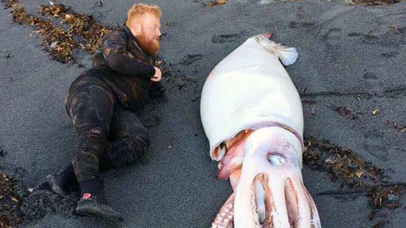 calamar gigante nueva Zelanda