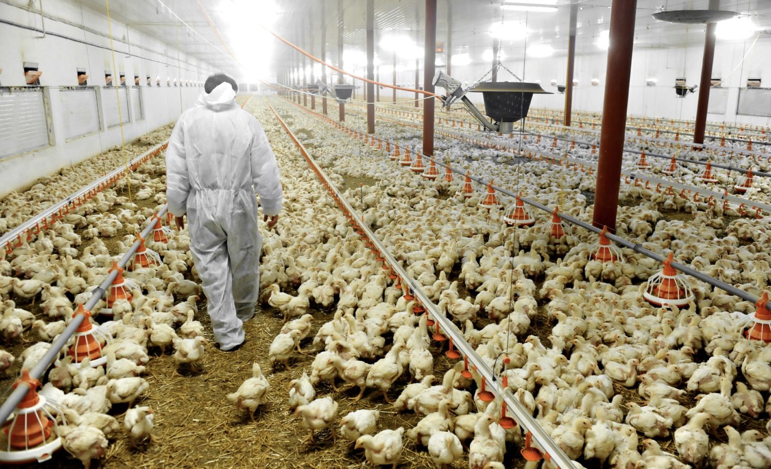 producción pollo