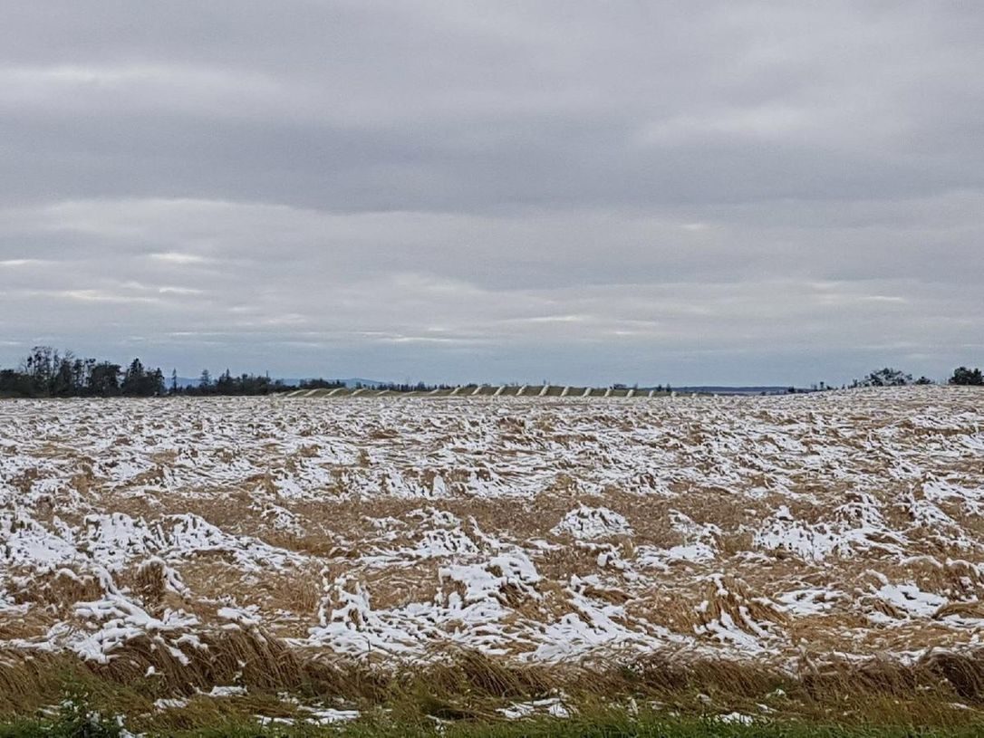 Warren Sekulic's crops were flattened under the snow that fell on northern Alberta Wednesday, leaving him in disbelief and more than a little angry.