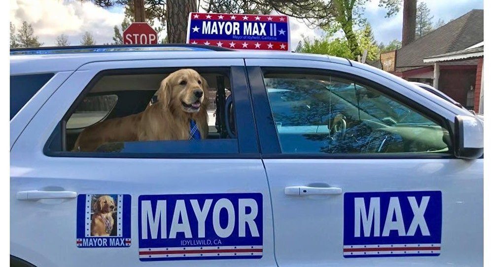 dog canadian mayor