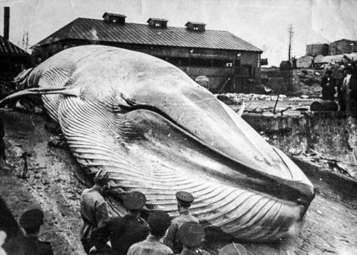 Clic para aumentar Tsunami Severo-Kurilsk 1952