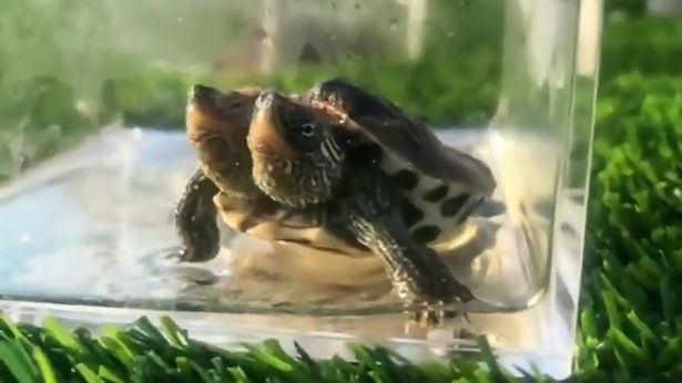 A mutant turtle born with two heads has defied the odds to live for three months