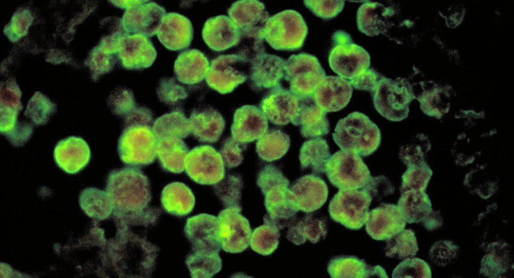 bacteria parasito