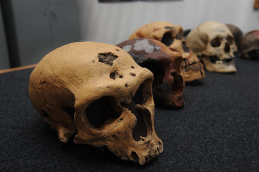 cráneos neandertales
