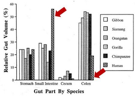 tamaño intestino por especies