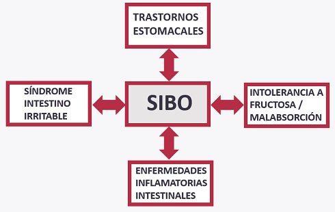 enfermedades y trastornos asociados al SIBO