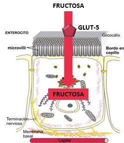 Absorción fructosa, transportador GLUT-5