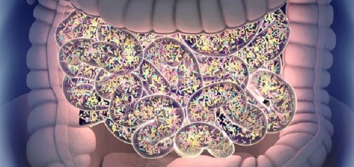 bacterias intestino delgado