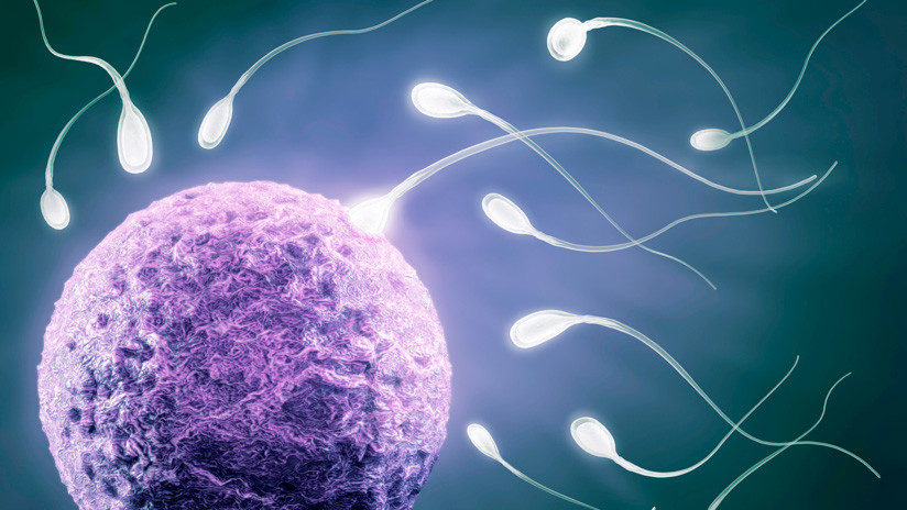 sperm egg