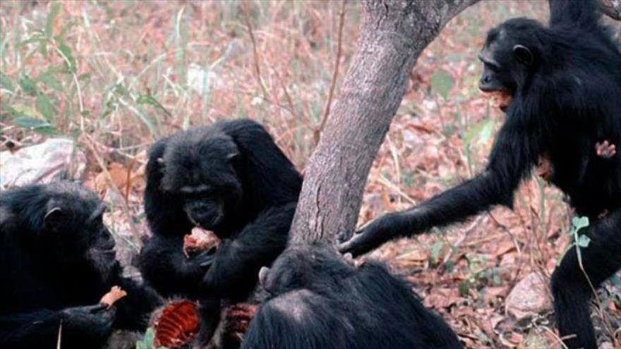 chimpance