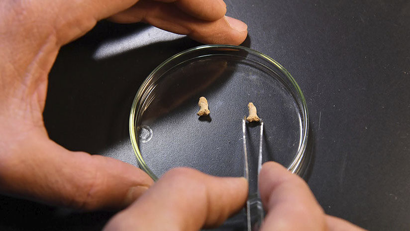 neanderthal bones