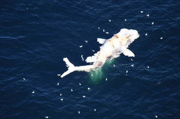 dead whale