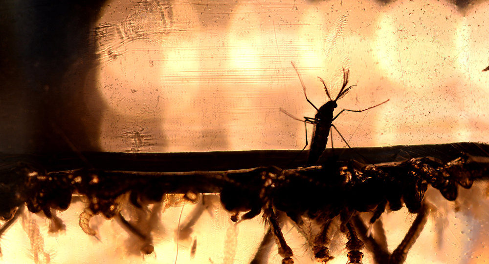 India,virus zika,larva,