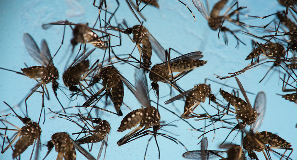 India,virus zika