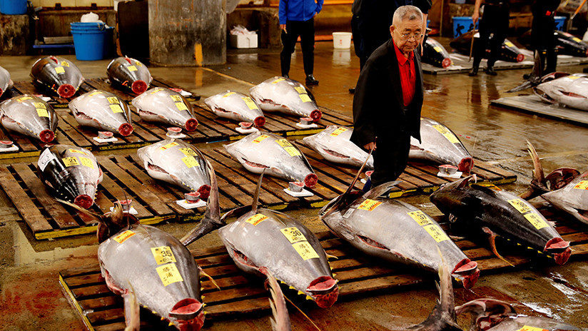 tuna