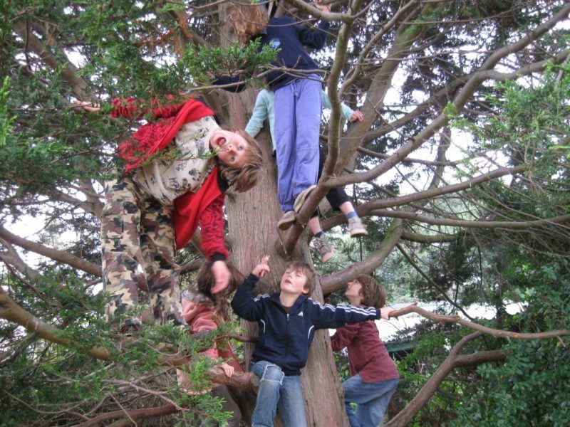 niños trepando árbol