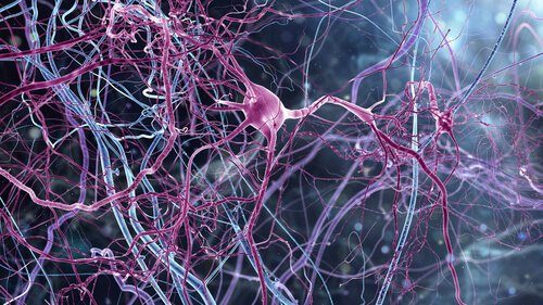 neurona rosa mosqueta