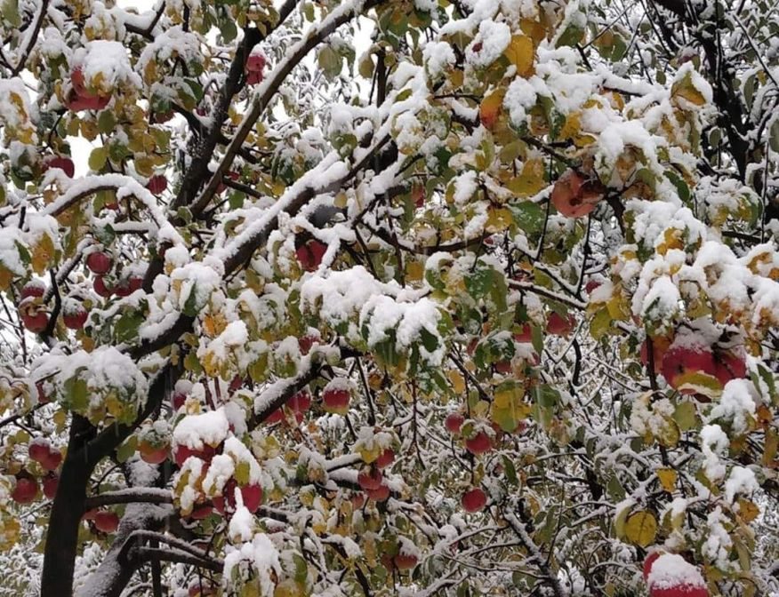 snow on apples